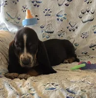 Otis, a male Basset Hound for sale in Kit Carson, CO – 7 of 10