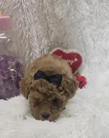 Juliet, a female Poodle - Toy  for sale in Kit Carson, CO – 3 of 10