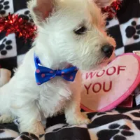 Archie, a male West Highland White Terrier for sale in Kit Carson, CO – Photo 8 of 8
