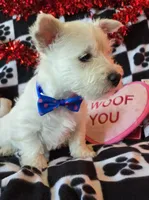 Archie, a male West Highland White Terrier for sale in Kit Carson, CO – Photo 8 of 8