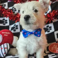 Archie, a male West Highland White Terrier for sale in Kit Carson, CO – Photo 1 of 8