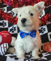 Archie, a male West Highland White Terrier for sale in Kit Carson, CO – Photo 1 of 8
