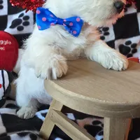 Archie, a male West Highland White Terrier for sale in Kit Carson, CO – Photo 4 of 8