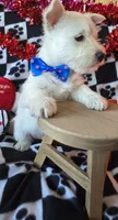 Archie, a male West Highland White Terrier for sale in Kit Carson, CO – Photo 4 of 8