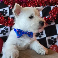 Archie, a male West Highland White Terrier for sale in Kit Carson, CO – Photo 6 of 8