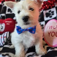 Archie, a male West Highland White Terrier for sale in Kit Carson, CO – Photo 7 of 8