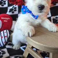 Archie, a male West Highland White Terrier for sale in Kit Carson, CO – Photo 3 of 8