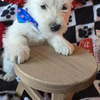 Archie, a male West Highland White Terrier for sale in Kit Carson, CO – Photo 2 of 8