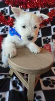 Archie, a male West Highland White Terrier for sale in Kit Carson, CO – Photo 2 of 8