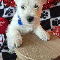 Archie, a male West Highland White Terrier for sale in Kit Carson, CO – Photo 5 of 8