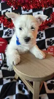 Archie, a male West Highland White Terrier for sale in Kit Carson, CO – Photo 5 of 8