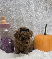 Juliet, a female Poodle - Toy  for sale in Kit Carson, CO – 6 of 10