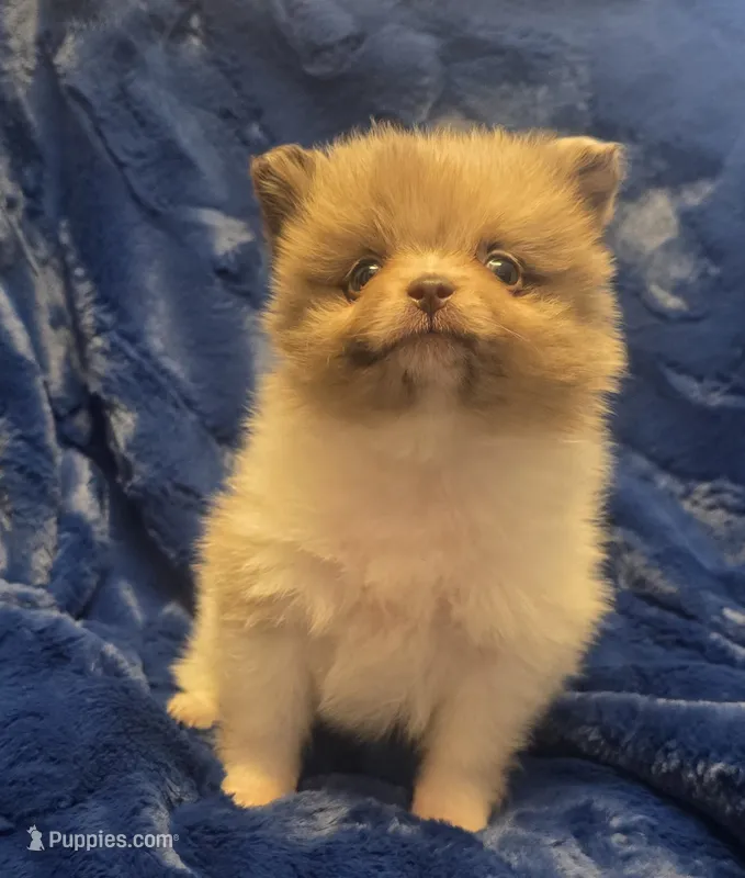 Rockit – Pomeranian puppy on hold in Kit Carson, CO