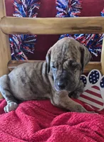 Dakota, a female Great Dane for sale in Kit Carson, CO – 8 of 10