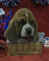 Jethro, a male Basset Hound for sale in Kit Carson, CO – 6 of 10
