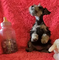 Heidi, a female Miniature Schnauzer for sale in Kit Carson, CO – 5 of 10