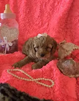 Hazel, a female Cockapoo for sale in Kit Carson, CO – 5 of 10