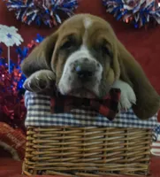 Jethro, a male Basset Hound for sale in Kit Carson, CO – 7 of 10
