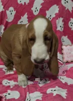 Dolly, a female Basset Hound for sale in Kit Carson, CO – 9 of 10