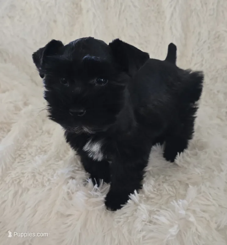 Pepper – Miniature Schnauzer puppy for sale in Kit Carson, CO