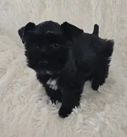 Pepper, a female Miniature Schnauzer for sale in Kit Carson, CO – 1 of 10