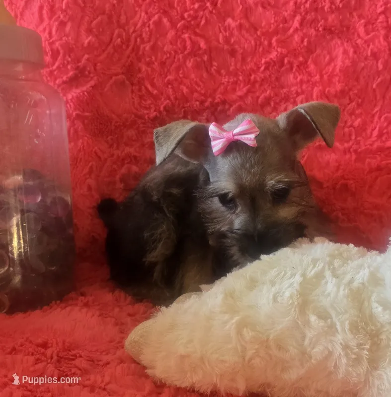 Schatzie – Miniature Schnauzer puppy for sale in Kit Carson, CO