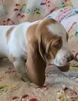Heartly, a female Basset Hound for sale in Kit Carson, CO – 6 of 8