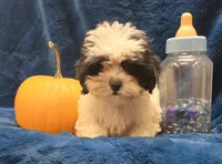 Banjo, a male Shichon for sale in Kit Carson, CO – 10 of 10