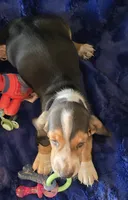 Hank, a male Basset Hound for sale in Kit Carson, CO – 3 of 9