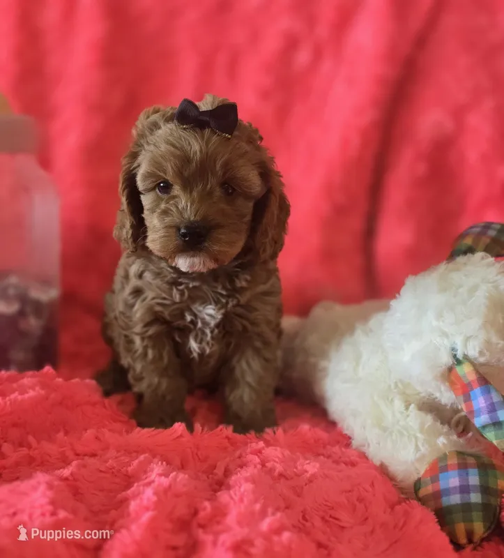 Molly – Cockapoo puppy for sale in Kit Carson, CO