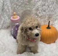 Tiffany, a female Poochon for sale in Kit Carson, CO – 5 of 10
