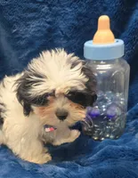Banjo, a male Shichon for sale in Kit Carson, CO – 2 of 10