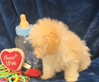 Alfredo, a male Poodle - Toy  for sale in Kit Carson, CO – 2 of 8