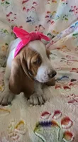 Heartly, a female Basset Hound for sale in Kit Carson, CO – 3 of 8