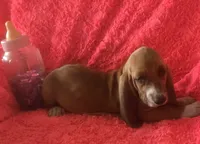 Ruby, a female Basset Hound for sale in Kit Carson, CO – 3 of 9