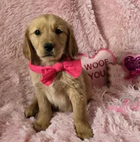 Skye, a female Golden Retriever for sale in Kit Carson, CO – 3 of 10