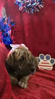 Dakota, a female Great Dane for sale in Kit Carson, CO – 10 of 10