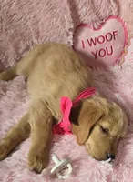 Skye, a female Golden Retriever for sale in Kit Carson, CO – 6 of 10
