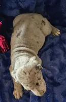 Loki, a male Great Dane for sale in Kit Carson, CO – 3 of 9