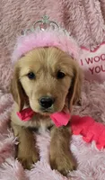 Skye, a female Golden Retriever for sale in Kit Carson, CO – 4 of 10