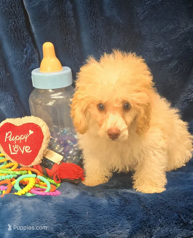 Alfredo – Poodle - Toy  puppy for sale in Kit Carson, CO