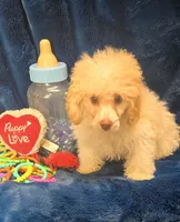 Alfredo, a male Poodle - Toy  for sale in Kit Carson, CO – 1 of 8