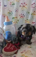 Thurston Howell, a male Yorkshire Terrier for sale in Kit Carson, CO – 8 of 10