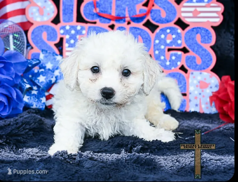 Charlie – Bichon Frise puppy for sale in Kit Carson, CO