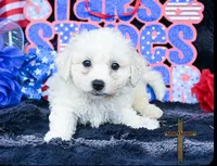 Charlie, a male Bichon Frise for sale in Kit Carson, CO – 1 of 2