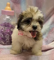 Boojie, a female Shichon for sale in Kit Carson, CO – 5 of 10