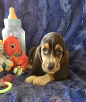 Winston, a male Basset Hound for sale in Kit Carson, CO – 2 of 7