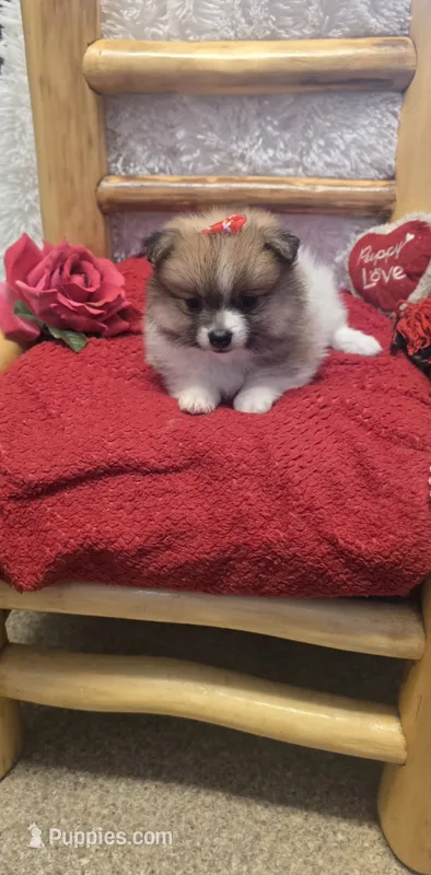 Tika – Pomeranian puppy for sale in Kit Carson, CO