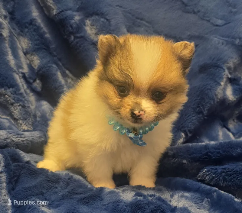 Oso – Pomeranian puppy on hold in Kit Carson, CO