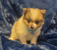 Oso, a male Pomeranian for sale in Kit Carson, CO – 1 of 8